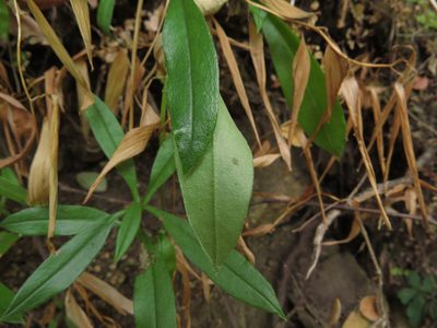 Selkirkia pauciflora, photographed by Nicolás Lavandero