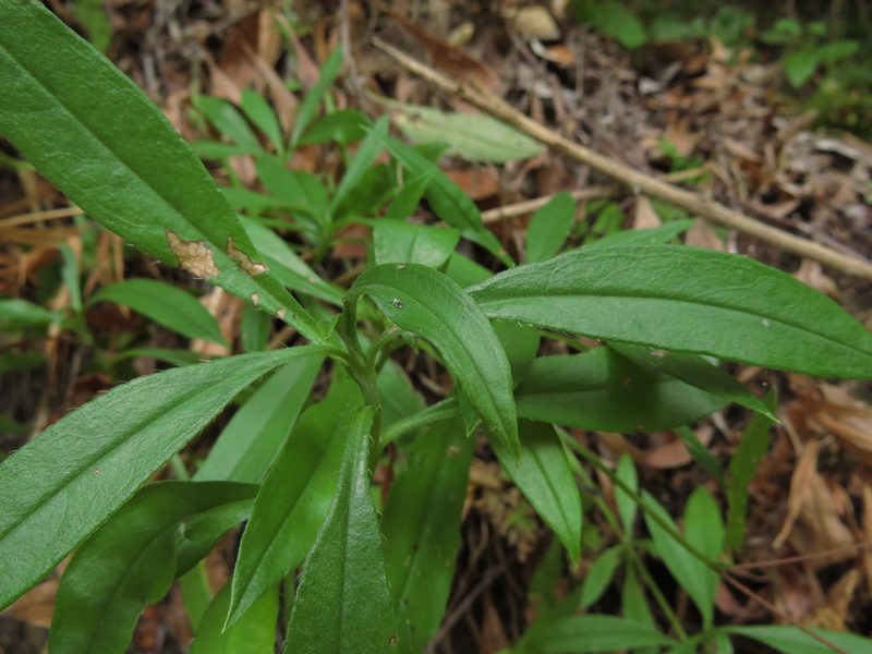 Selkirkia pauciflora, photographed by Nicolás Lavandero