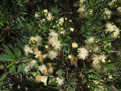 Myrceugenia lanceolata, photographed by Nicolás Lavandero