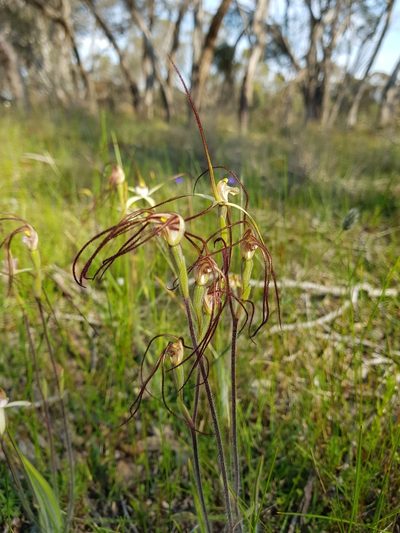 Caladenia straminichila, photographed by Em Lamond