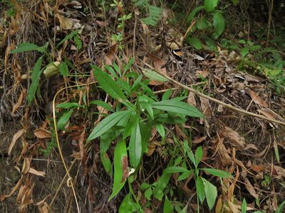 Selkirkia pauciflora, photographed by Nicolás Lavandero
