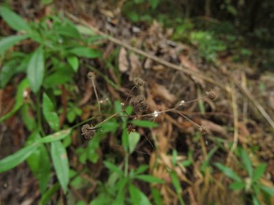 Selkirkia pauciflora, photographed by Nicolás Lavandero