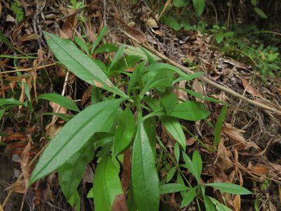 Selkirkia pauciflora, photographed by Nicolás Lavandero