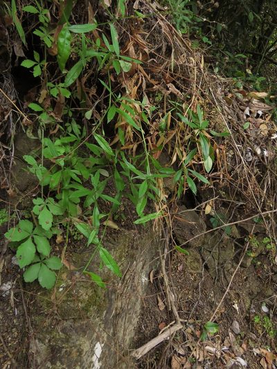 Selkirkia pauciflora, photographed by Nicolás Lavandero