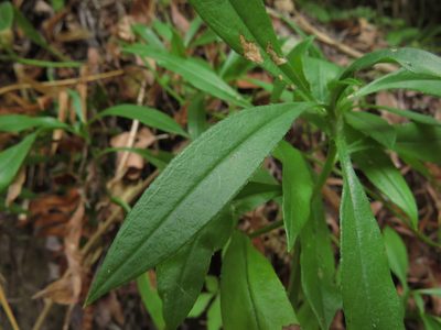 Selkirkia pauciflora, photographed by Nicolás Lavandero