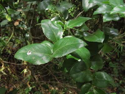 Citronella mucronata, photographed by Nicolás Lavandero