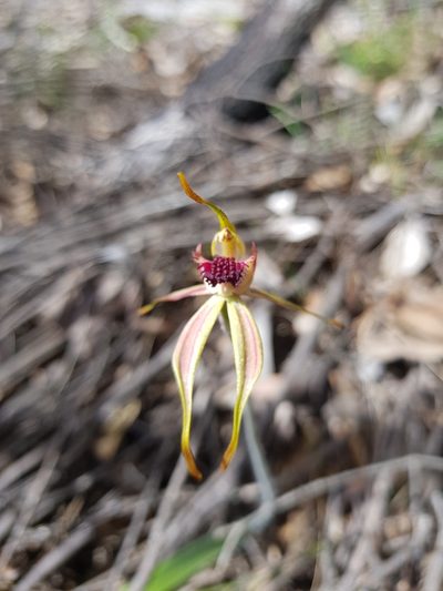 Caladenia ensata, photographed by Em Lamond