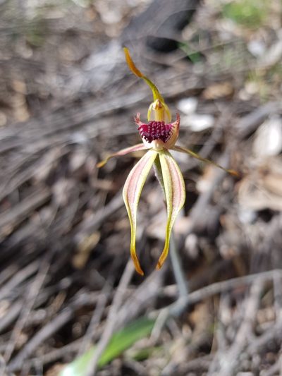 Caladenia ensata, photographed by Em Lamond