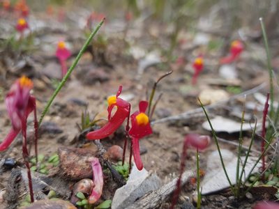 Utricularia menziesii, photographed by Em Lamond