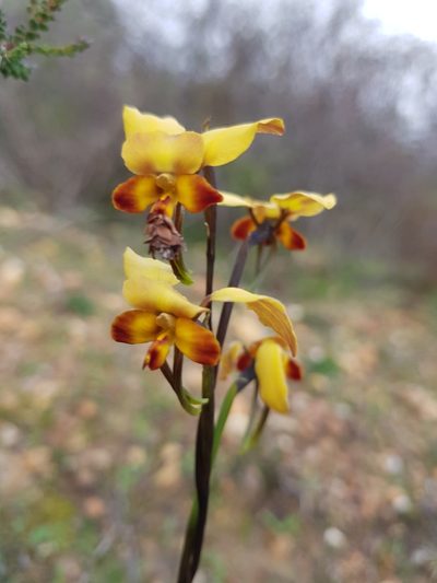 Diuris brumalis, photographed by Em Lamond