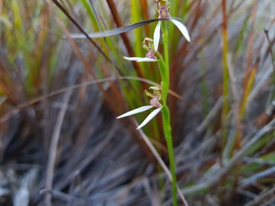 Eriochilus dilatatus, photographed by Em Lamond