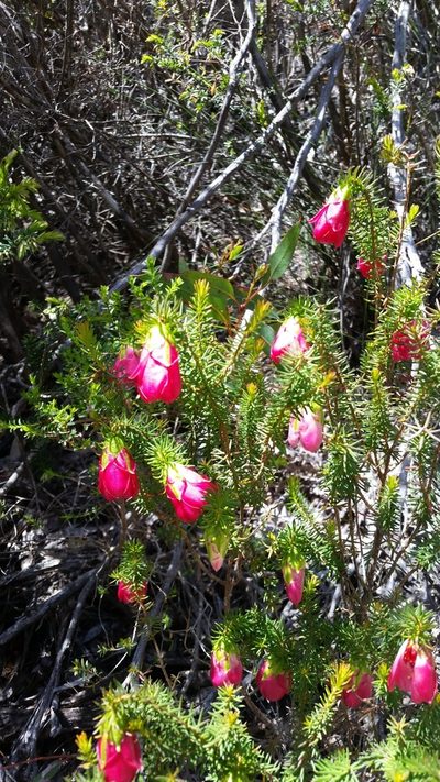 Darwinia leiostyla, photographed by Em Lamond