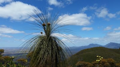Kingia australis, photographed by Em Lamond