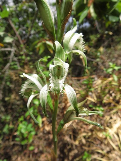 Chloraea piquichen, photographed by Nicolás Lavandero