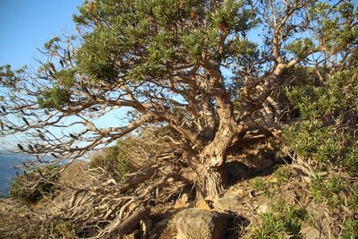 Banksia verticillata, photographed by Em Lamond