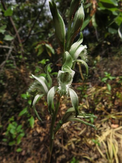 Chloraea piquichen, photographed by Nicolás Lavandero