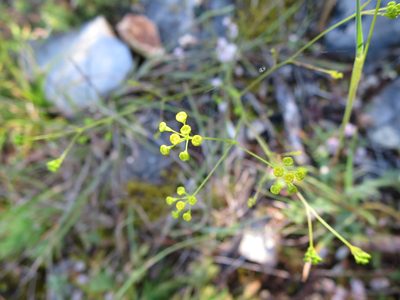 Bupleurum rigidum, photographed by Ricardo Lima