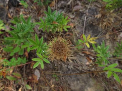 Acaena argentea, photographed by Nicolás Lavandero