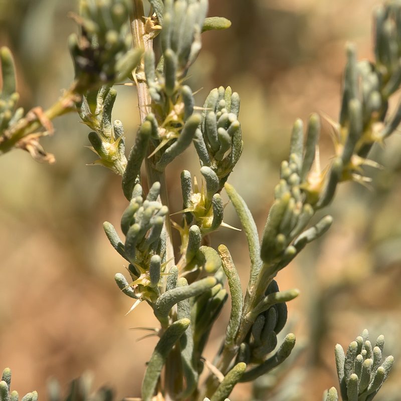Sclerolaena calcarata, photographed by Kym Nicolson
