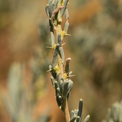 Sclerolaena calcarata, photographed by Kym Nicolson