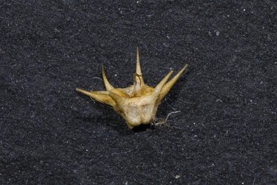 Sclerolaena calcarata, photographed by Kym Nicolson
