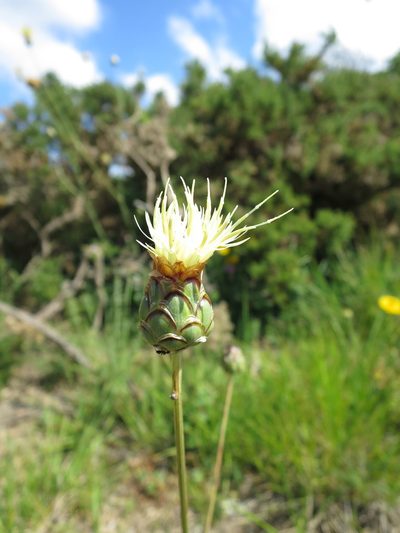 Rhaponticoides africana, photographed by Ricardo Lima