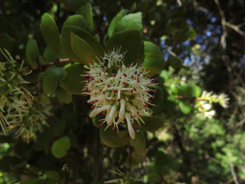 Notanthera heterophylla, photographed by Nicolás Lavandero