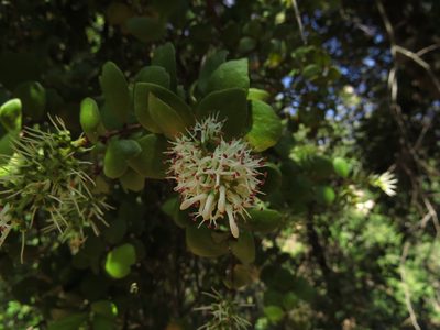 Notanthera heterophylla, photographed by Nicolás Lavandero