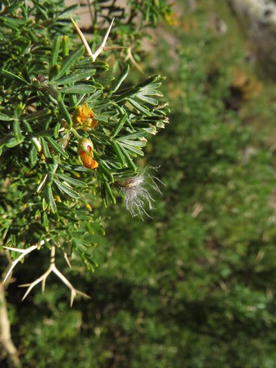 Adesmia gracilis, photographed by Nicolás Lavandero