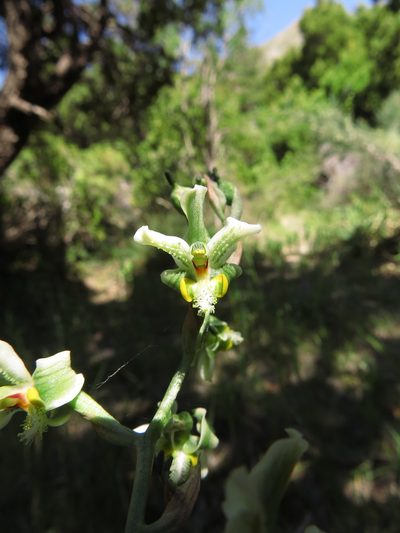 Gavilea glandulifera, photographed by Nicolás Lavandero