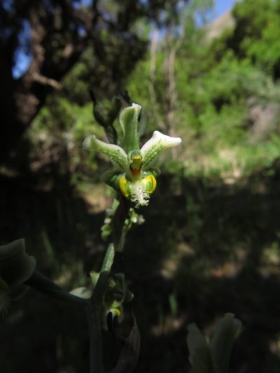 Gavilea glandulifera, photographed by Nicolás Lavandero