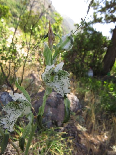 Chloraea piquichen, photographed by Nicolás Lavandero