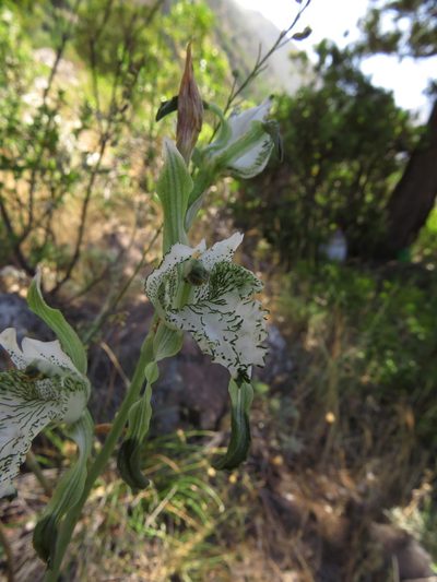 Chloraea piquichen, photographed by Nicolás Lavandero