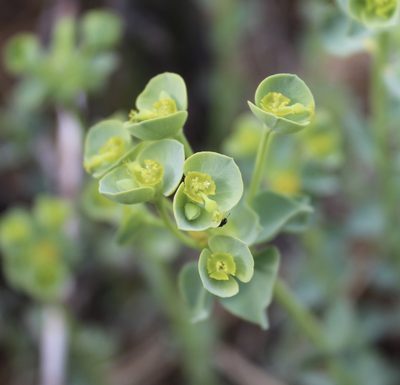 Euphorbia lurida, photographed by Krista Maxwell