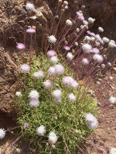 Hofmeisteria crassifolia, photographed by Enrique Martínez Núñez