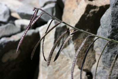 Boechera lemmonii, photographed by Cecelia Alexander