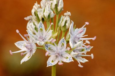 Frasera albicaulis, photographed by Cecelia Alexander