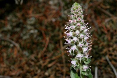 Veronica plantaginea, photographed by Cecelia Alexander