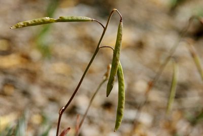 Boechera pendulina, photographed by Cecelia Alexander