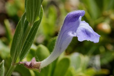 Scutellaria brittonii, photographed by Cecelia Alexander