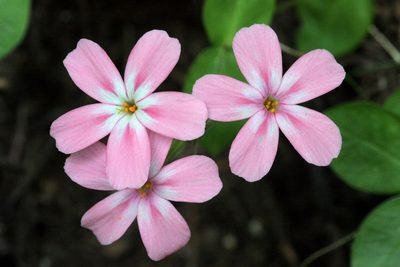 Phlox adsurgens, photographed by Cecelia Alexander