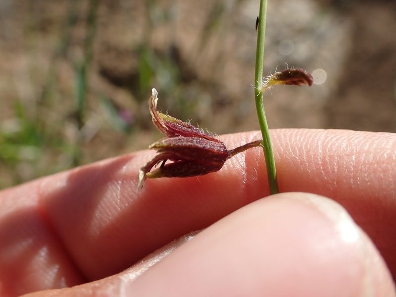 Streptanthus coulteri, photographed by Scott Yarger