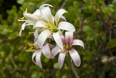 Lilium washingtonianum, photographed by Cecelia Alexander