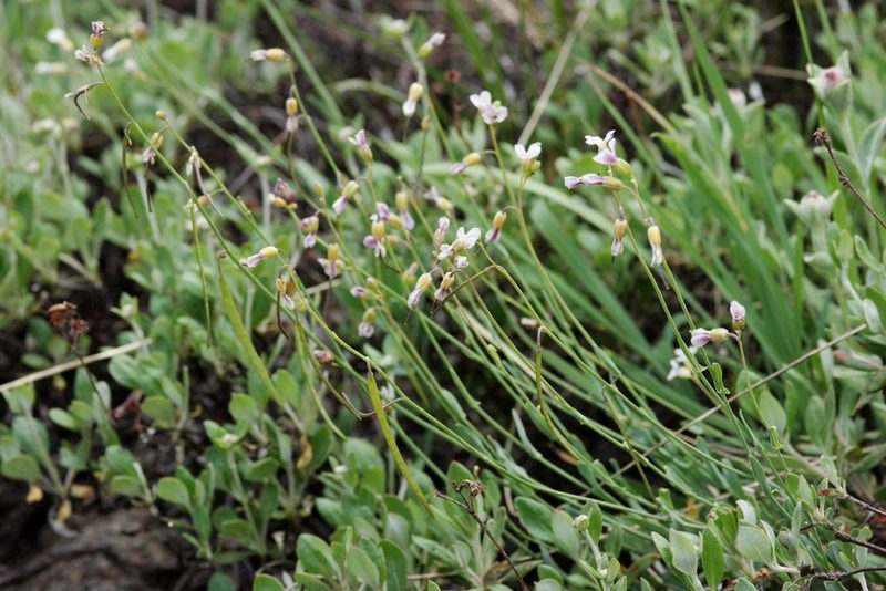 Boechera rollei, photographed by Cecelia Alexander