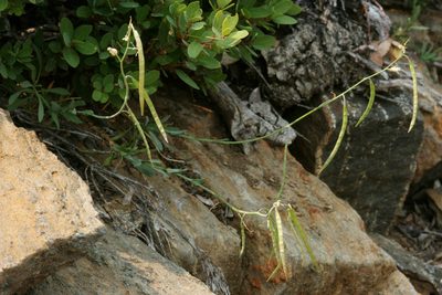 Boechera rollei, photographed by Cecelia Alexander