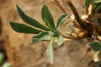 Boechera rollei, photographed by Cecelia Alexander