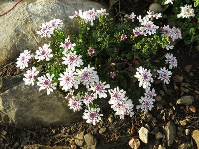 Iberis procumbens, photographed by Ricardo Lima