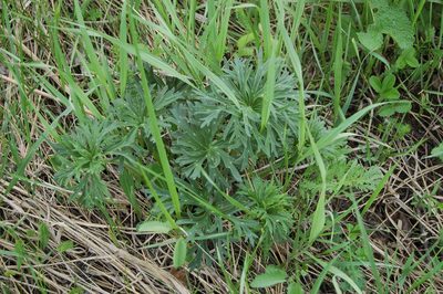Aconitum barbatum, photographed by Alexander Dubynin