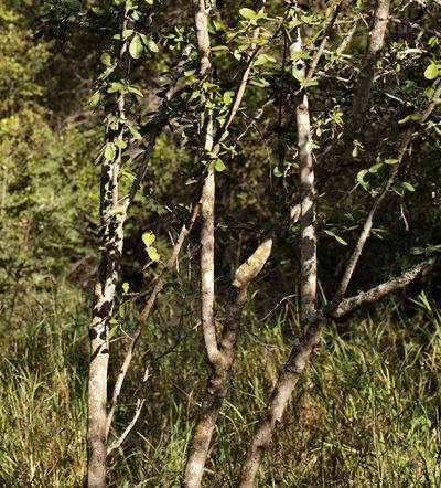 Ehretia amoena, photographed by Wynand Uys