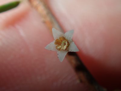 Monotoca scoparia, photographed by Thomas Mesaglio